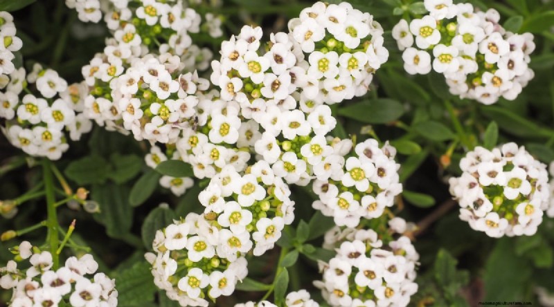 Grow Bountiful Strawberries: 8 Secrets to Juicy, Flavorful Berries