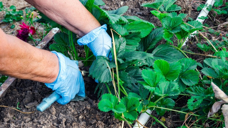 Grow Bountiful Strawberries: 8 Secrets to Juicy, Flavorful Berries