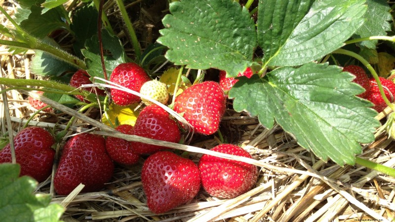 Grow Bountiful Strawberries: 8 Secrets to Juicy, Flavorful Berries