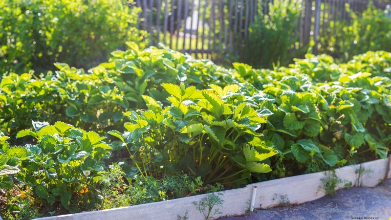 Grow Bountiful Strawberries: 8 Secrets to Juicy, Flavorful Berries