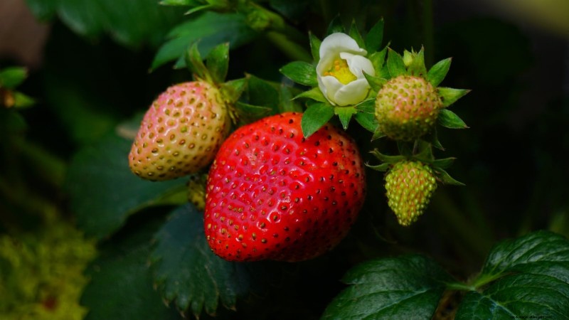 Strawberry Growing Guide: Avoid Common Mistakes for a Bountiful Harvest