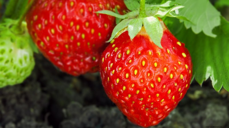 Strawberry Growing Guide: Avoid Common Mistakes for a Bountiful Harvest