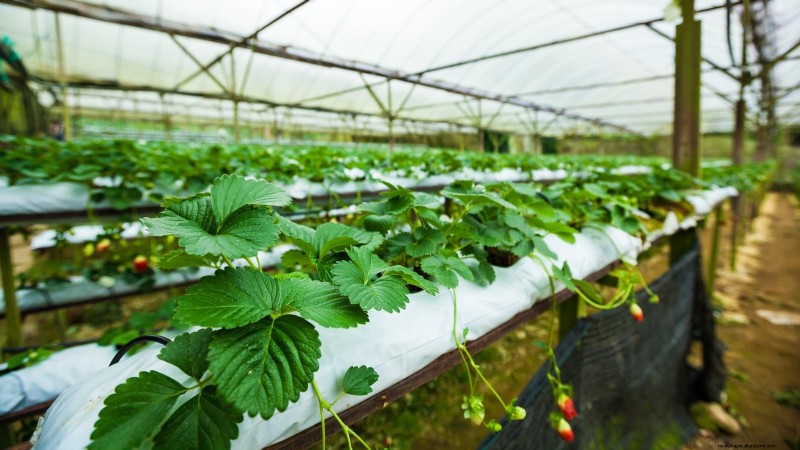 Strawberry Growing Guide: Avoid Common Mistakes for a Bountiful Harvest