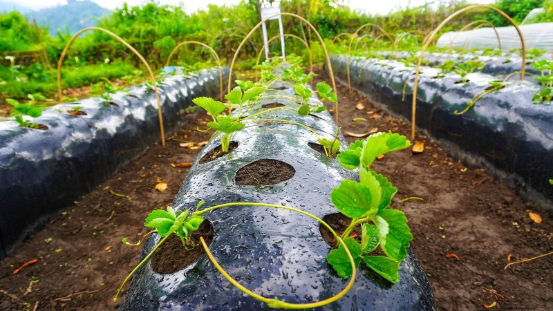 Strawberry Growing Guide: Avoid Common Mistakes for a Bountiful Harvest