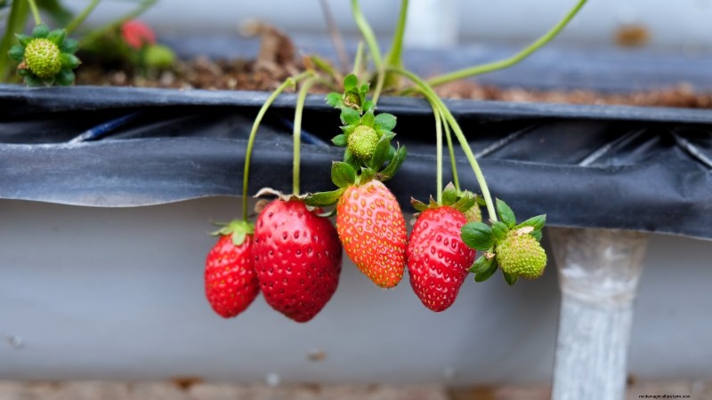 Strawberry Growing Guide: Avoid Common Mistakes for a Bountiful Harvest