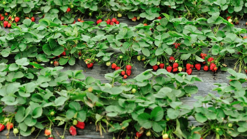 Strawberry Growing Guide: Avoid Common Mistakes for a Bountiful Harvest