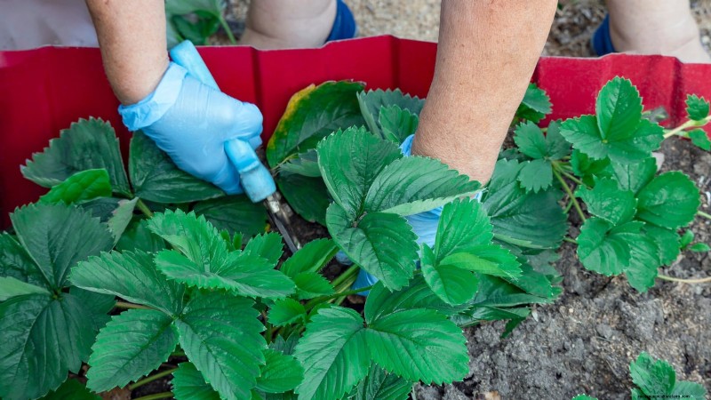 Strawberry Growing Guide: Avoid Common Mistakes for a Bountiful Harvest