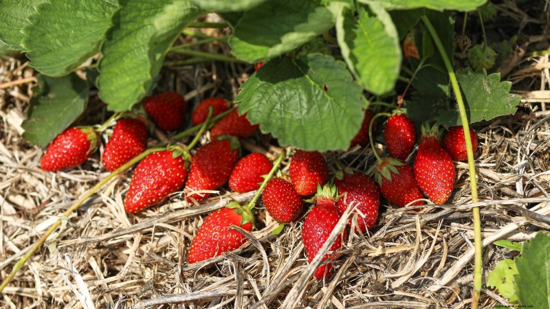 Strawberry Growing Guide: Avoid Common Mistakes for a Bountiful Harvest