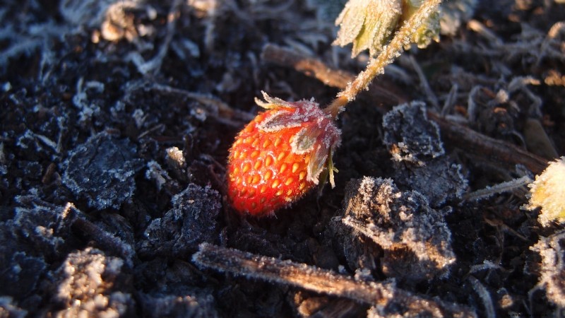Strawberry Growing Guide: Avoid Common Mistakes for a Bountiful Harvest