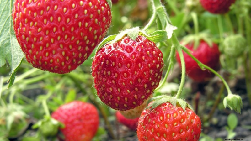Strawberry Growing Guide: Avoid Common Mistakes for a Bountiful Harvest