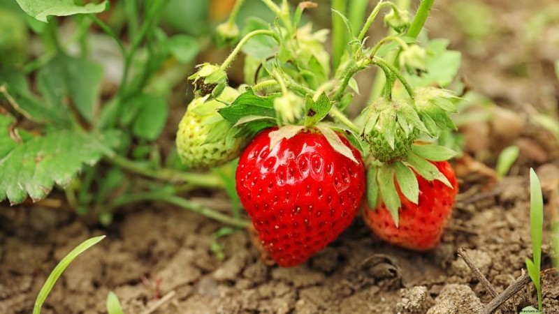 Strawberry Growing Guide: Avoid Common Mistakes for a Bountiful Harvest