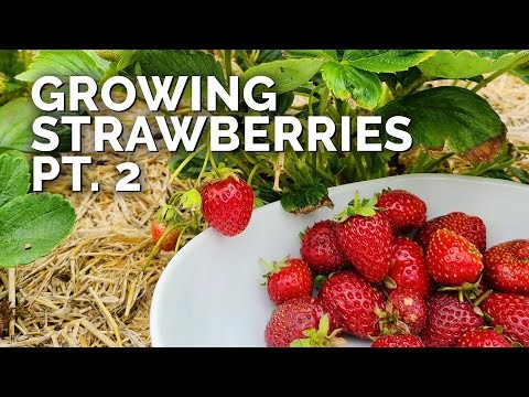 Strawberry Growing Guide: Avoid Common Mistakes for a Bountiful Harvest