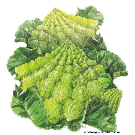 Ornamental Vegetables: 15 Beautiful Varieties for Your Garden
