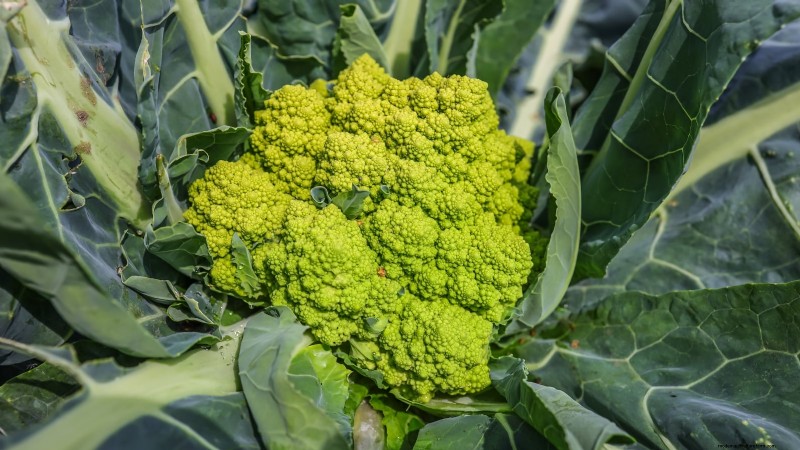 Ornamental Vegetables: 15 Beautiful Varieties for Your Garden