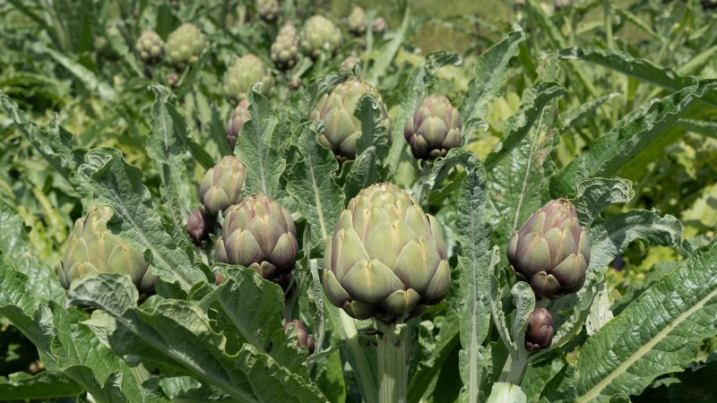 Ornamental Vegetables: 15 Beautiful Varieties for Your Garden