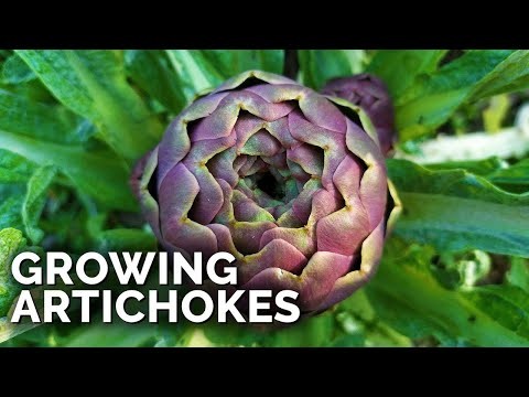 Ornamental Vegetables: 15 Beautiful Varieties for Your Garden
