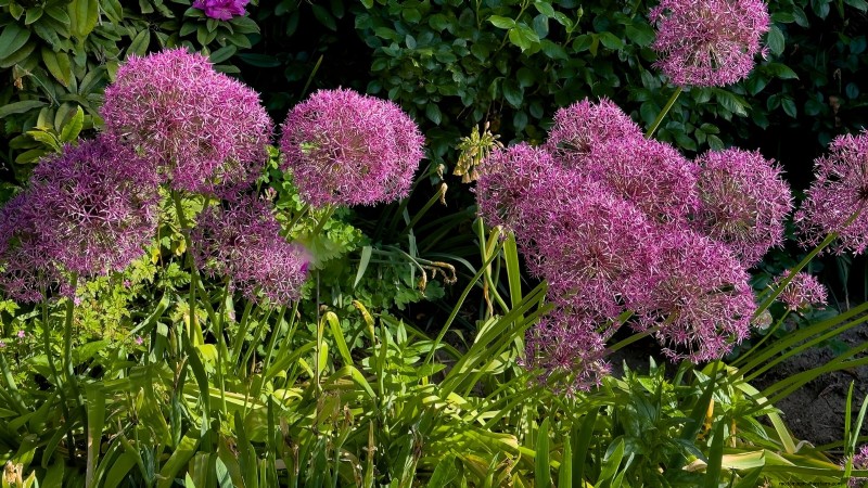 Ornamental Vegetables: 15 Beautiful Varieties for Your Garden