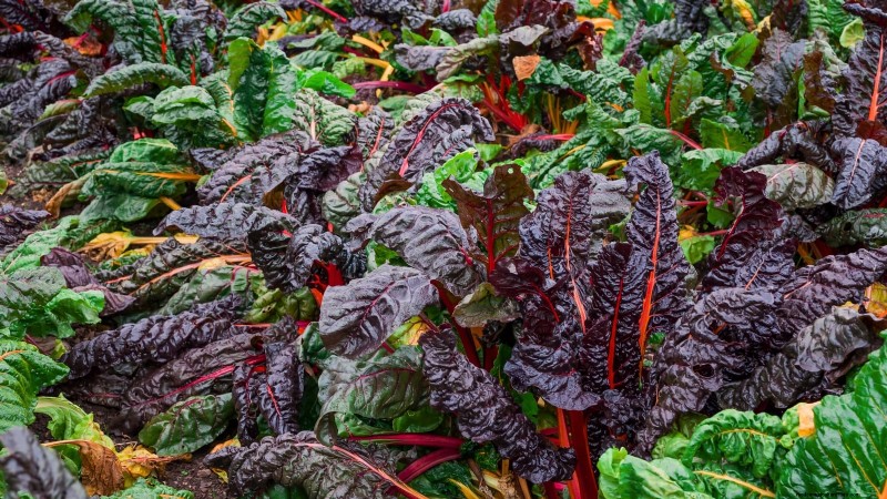 Ornamental Vegetables: 15 Beautiful Varieties for Your Garden