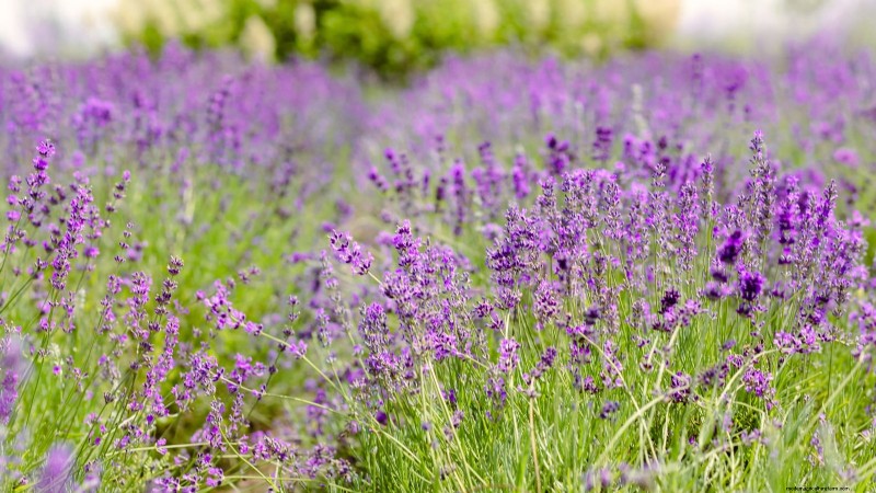 Ornamental Vegetables: 15 Beautiful Varieties for Your Garden