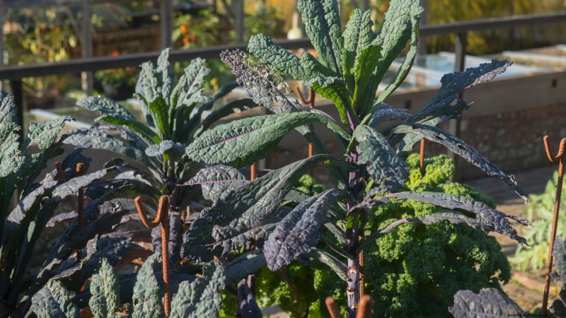 Ornamental Vegetables: 15 Beautiful Varieties for Your Garden