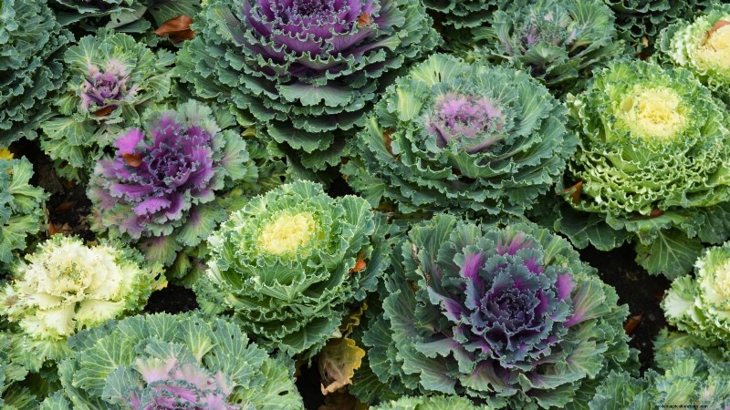 Ornamental Vegetables: 15 Beautiful Varieties for Your Garden