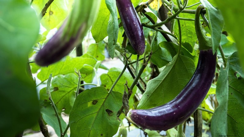 Ornamental Vegetables: 15 Beautiful Varieties for Your Garden