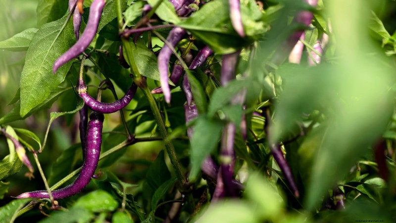 Ornamental Vegetables: 15 Beautiful Varieties for Your Garden