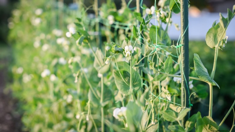 Ornamental Vegetables: 15 Beautiful Varieties for Your Garden