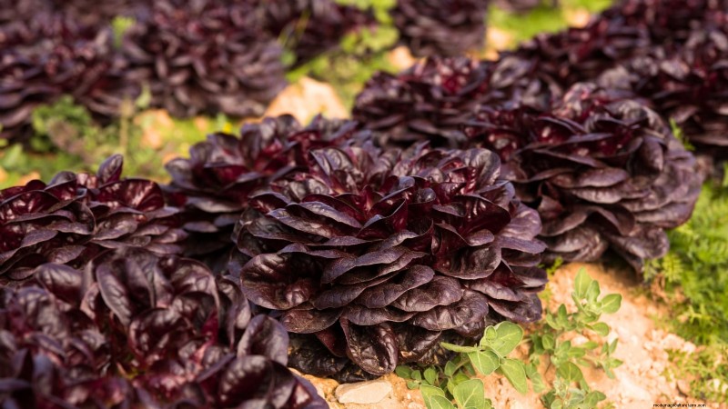 Ornamental Vegetables: 15 Beautiful Varieties for Your Garden