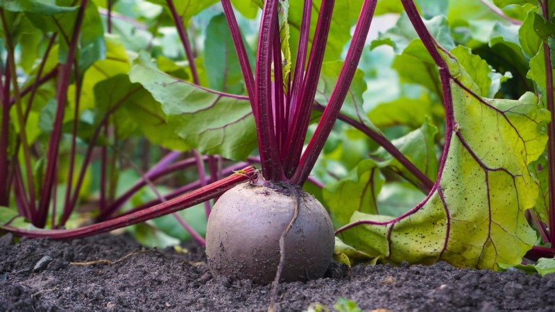Ornamental Vegetables: 15 Beautiful Varieties for Your Garden