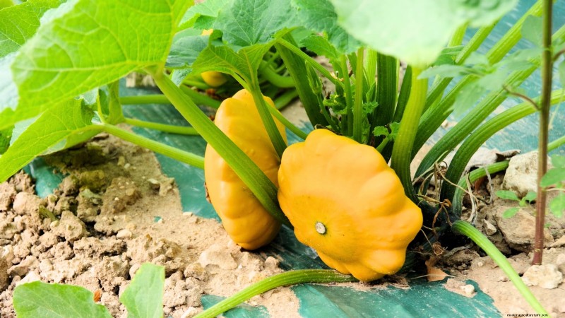 Ornamental Vegetables: 15 Beautiful Varieties for Your Garden