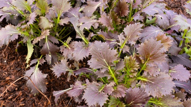 Ornamental Vegetables: 15 Beautiful Varieties for Your Garden