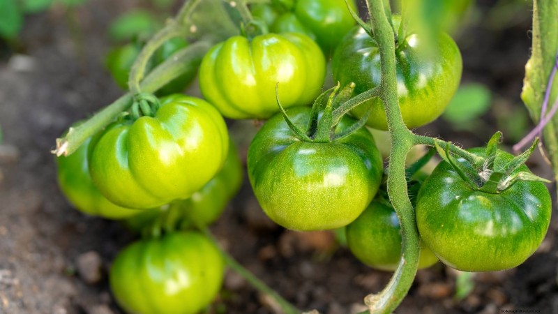 Ornamental Vegetables: 15 Beautiful Varieties for Your Garden
