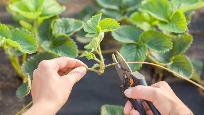 Maximize Strawberry Yield: The Benefits of Runner Removal