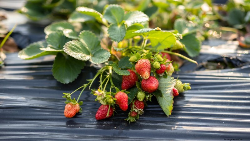 Maximize Strawberry Yield: The Benefits of Runner Removal