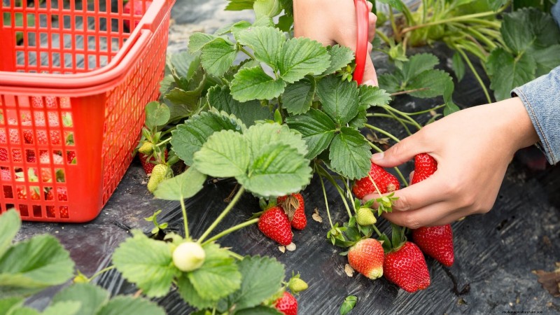 Maximize Strawberry Yield: The Benefits of Runner Removal
