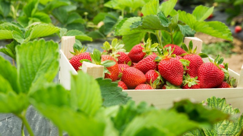 Maximize Strawberry Yield: The Benefits of Runner Removal