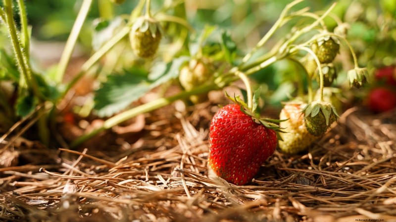 Maximize Strawberry Yield: The Benefits of Runner Removal
