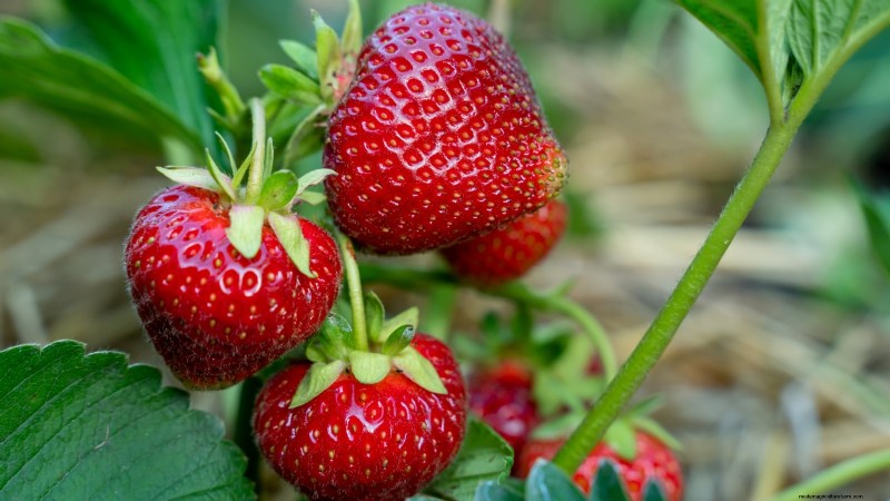 Maximize Strawberry Yield: The Benefits of Runner Removal