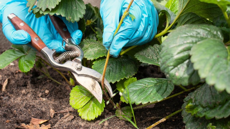 Maximize Strawberry Yield: The Benefits of Runner Removal