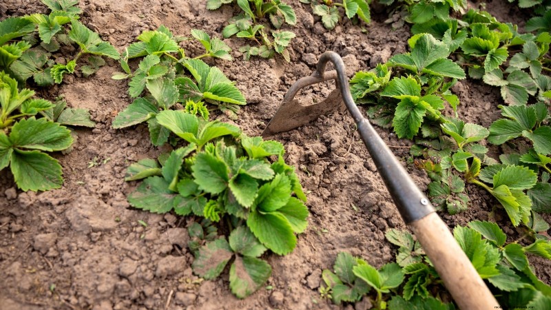 Maximize Strawberry Yield: The Benefits of Runner Removal