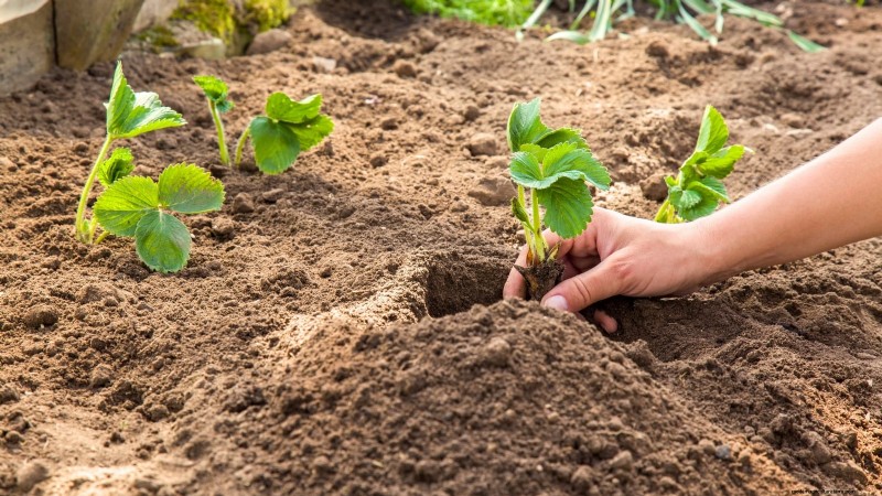 Maximize Strawberry Yield: The Benefits of Runner Removal
