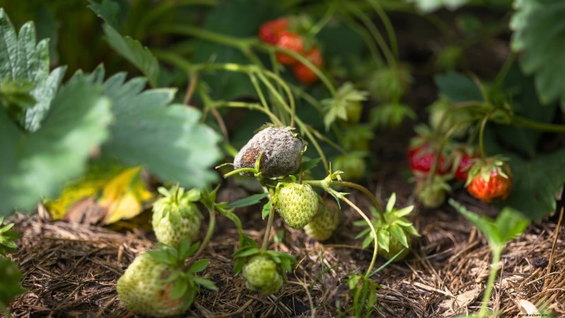 Maximize Strawberry Yield: The Benefits of Runner Removal