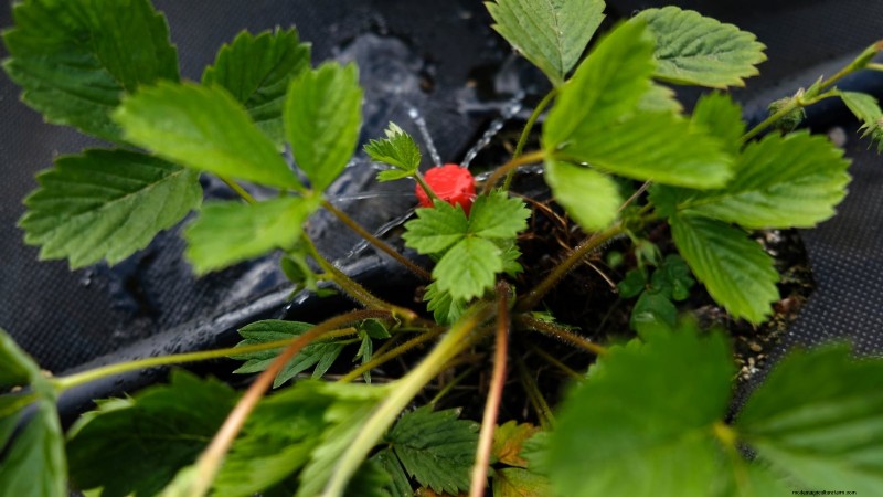 Maximize Strawberry Yield: The Benefits of Runner Removal
