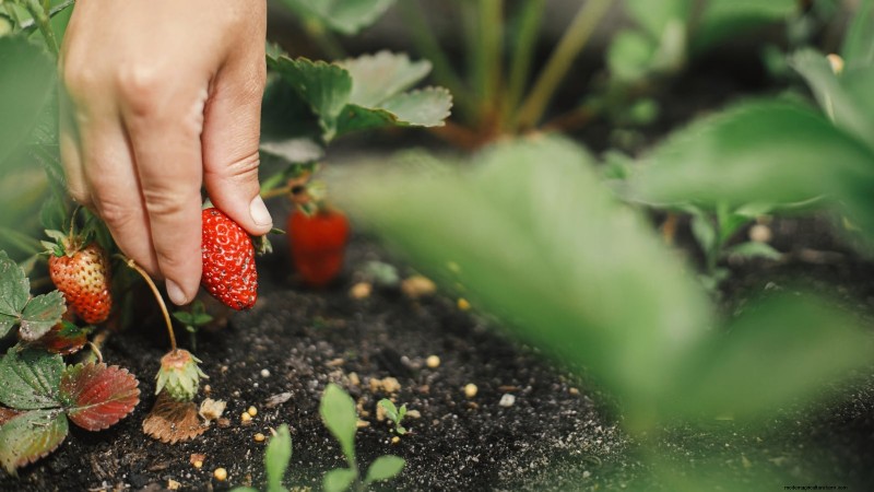 Maximize Strawberry Yield: The Benefits of Runner Removal