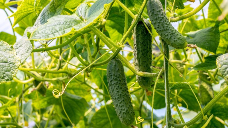 Best Time to Plant Cucumber Seeds: A Zone-by-Zone Guide