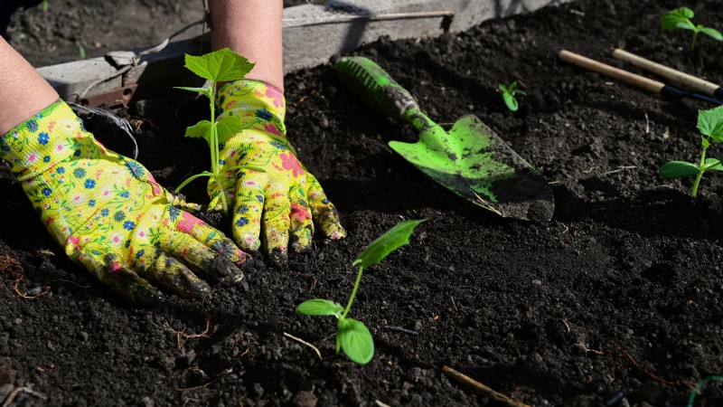 Best Time to Plant Cucumber Seeds: A Zone-by-Zone Guide