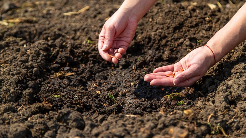 Best Time to Plant Cucumber Seeds: A Zone-by-Zone Guide