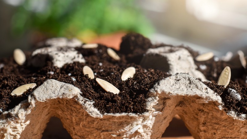 Best Time to Plant Cucumber Seeds: A Zone-by-Zone Guide