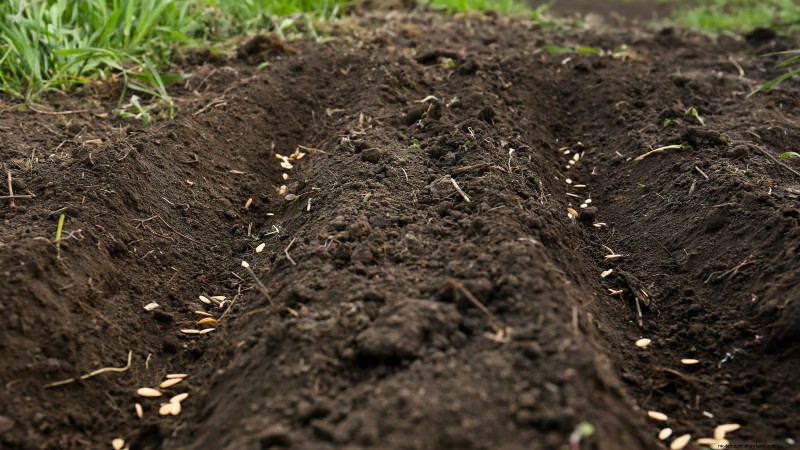 Best Time to Plant Cucumber Seeds: A Zone-by-Zone Guide